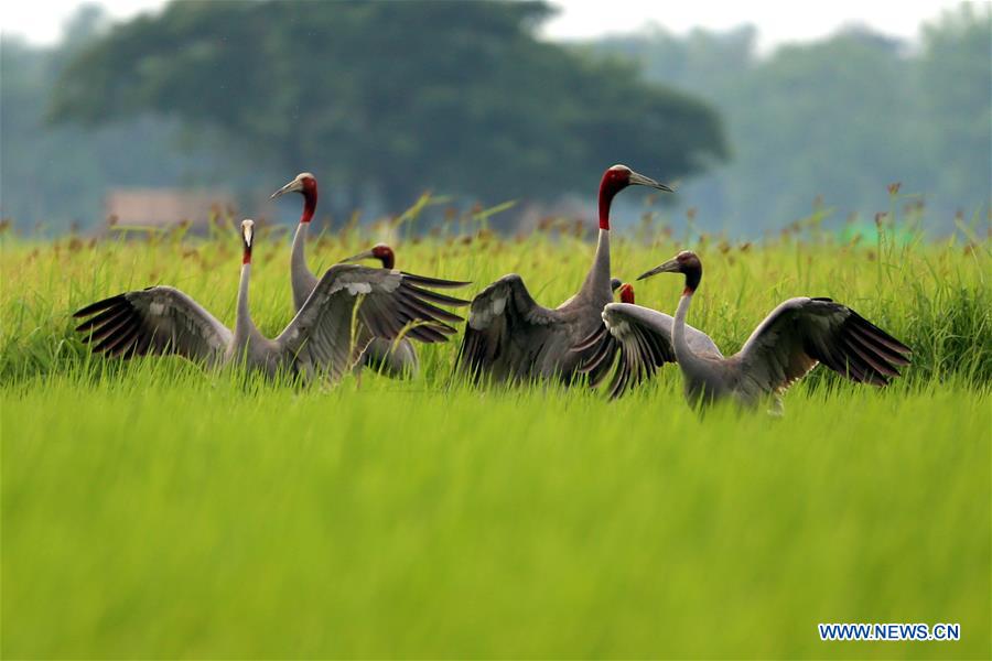 MYANMAR-MAUBIN-SARUS CRANE