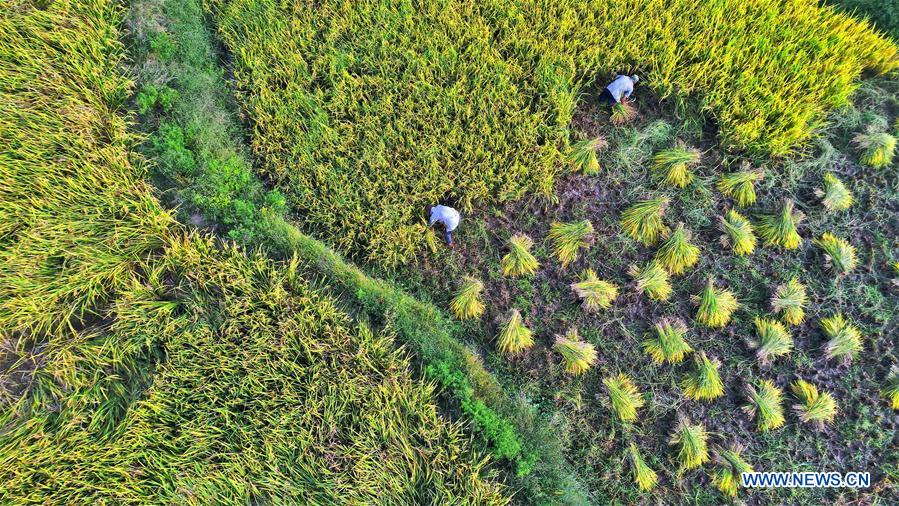 #CHINA-JIANGXI-AUTUMN-HARVEST (CN)