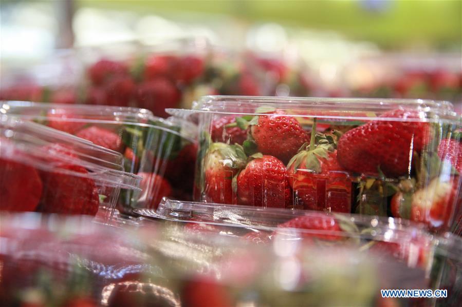 AUSTRALIA-SYDNEY-NEEDLES-STRAWBERRIES