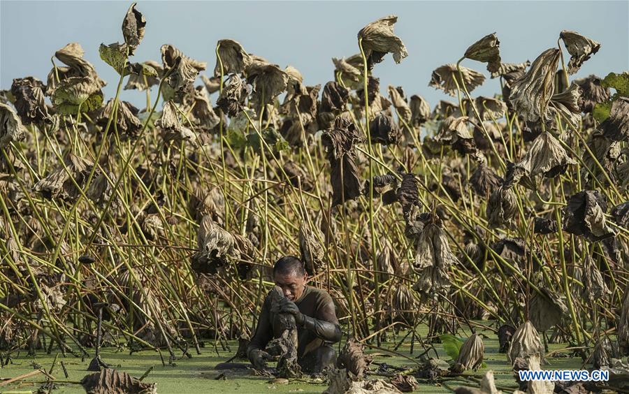 CHINA-HUBEI-AGRICULTURE-LOTUS ROOT-HARVEST (CN)