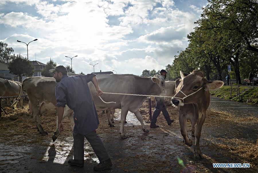 SWITZERLAND-APPENZELL-CATTLE SHOW