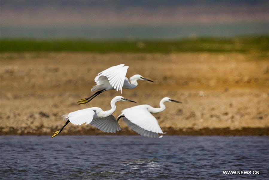 #CHINA-JIANGXI-POYANG LAKE-EGRETS (CN)