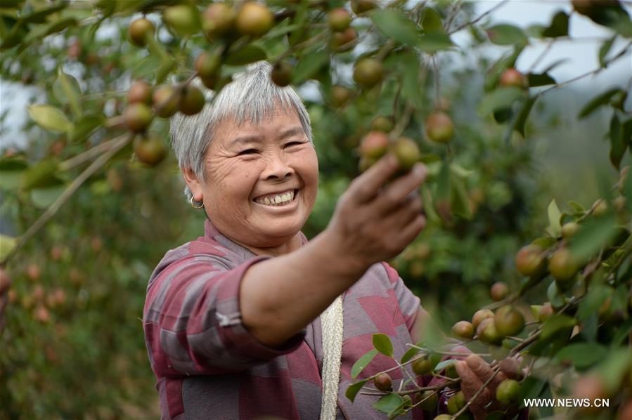 CHINA-GUIZHOU-OIL-TEA CAMELLIA-PLANTING (CN)