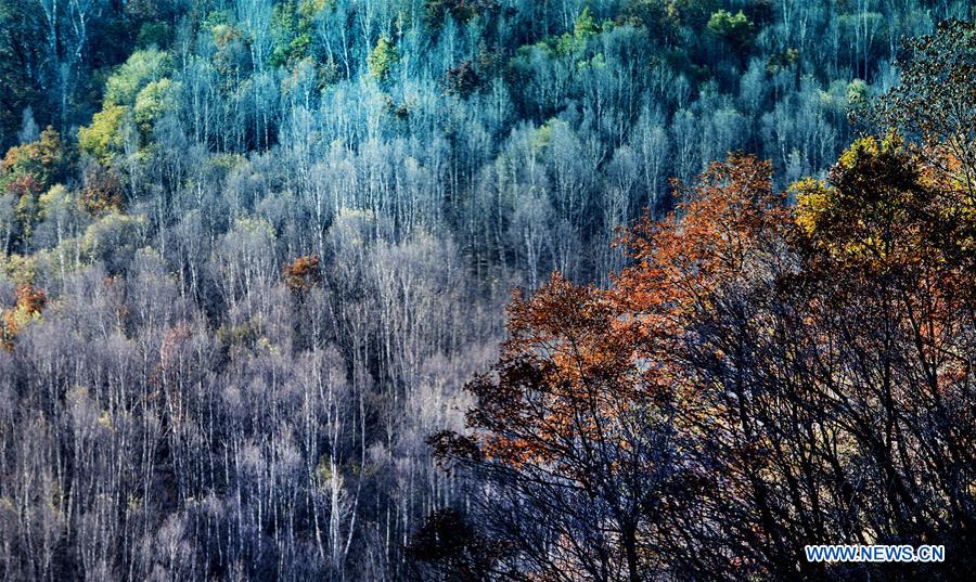 CHINA-SHANXI-QINYUAN-ENVIRONMENT-FOREST (CN)