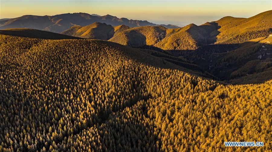 CHINA-SHANXI-QINYUAN-ENVIRONMENT-FOREST (CN)