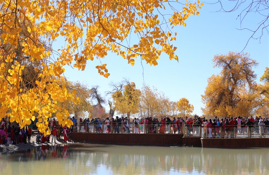 CHINA-INNER MONGOLIA-POPULUS EUPHRATICA-SCENERY (CN) 