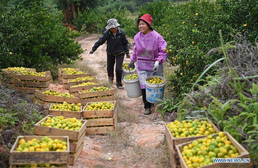 CHINA-JIANGXI-NANFENG-ORANGE-HARVEST (CN)