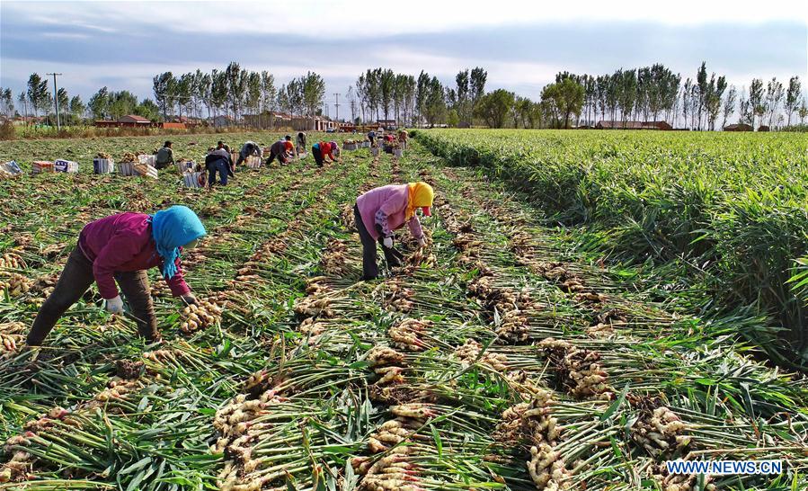 CHINA-HEBEI-AGRICULTURE-GINGER (CN)