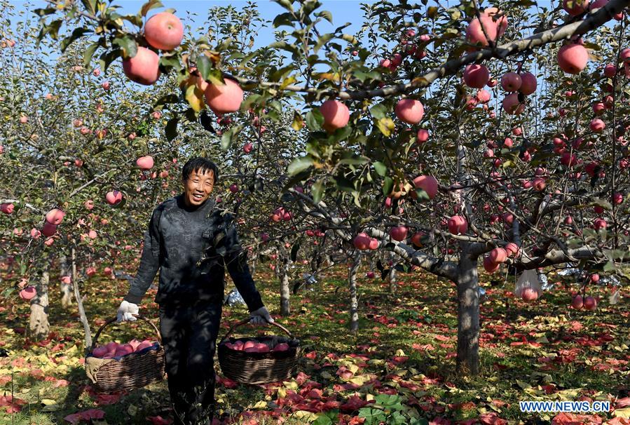 CHINA-SHAANXI-APPLE (CN)