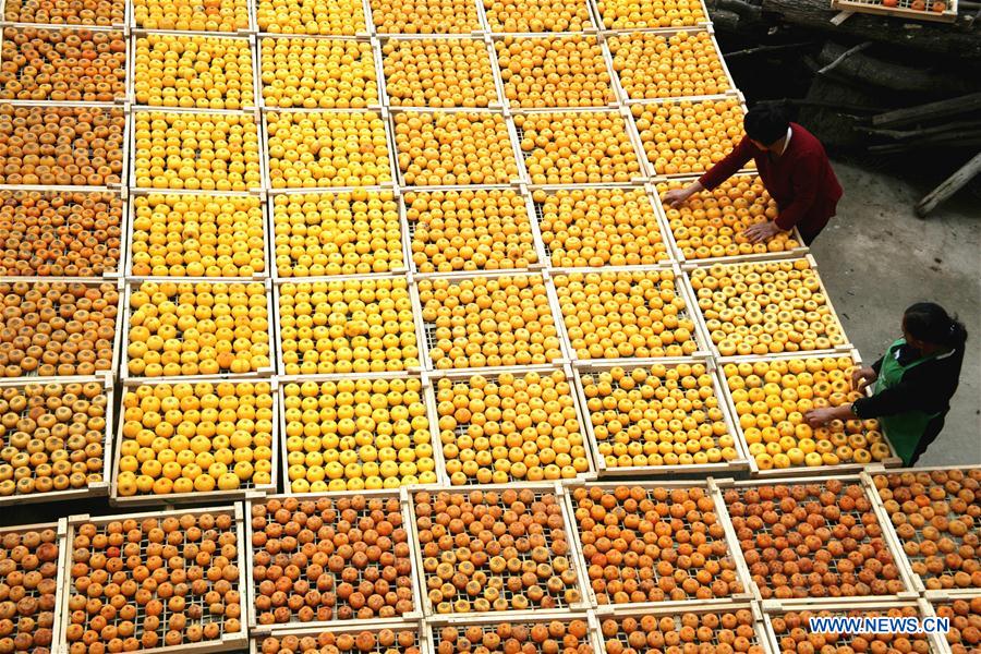 #CHINA-GUANGXI-PERSIMMON-HARVEST (CN)