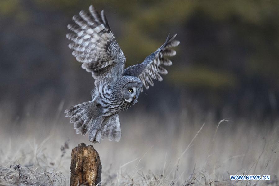 CHINA-INNER MONGOLIA-YAKESHI-WILD BIRD (CN)