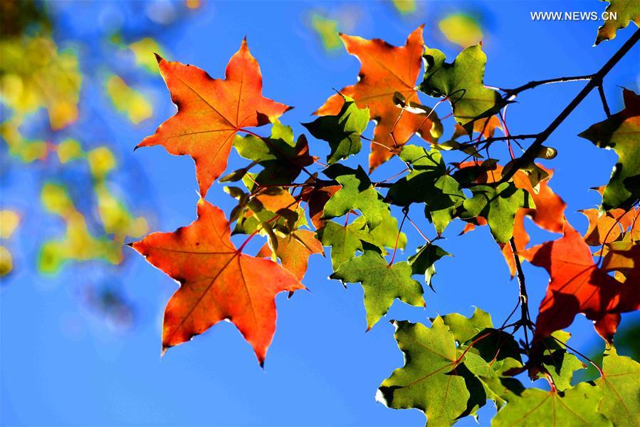 #CHINA-HEBEI-AUTUMN-LEAVES (CN)