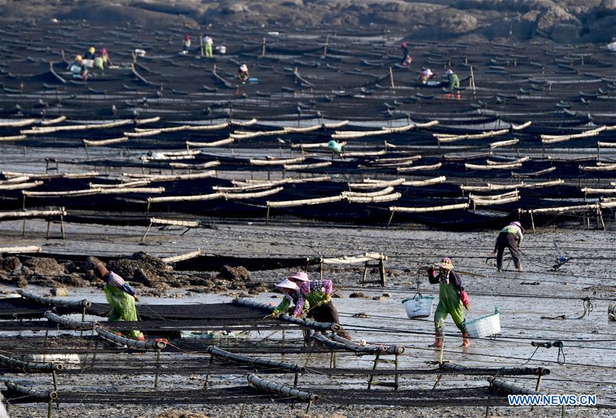 CHINA-FUJIAN-PUTIAN-LAVER HARVEST (CN)