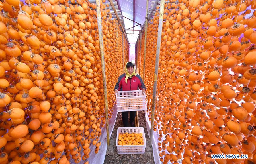 #CHINA-SHANDONG-ZIBO-PERSIMMON (CN)