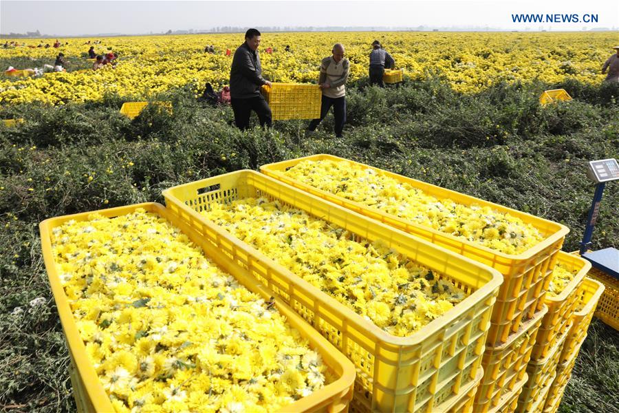 #CHINA-HENAN-CHRYSANTHEMUM-HARVEST (CN) 