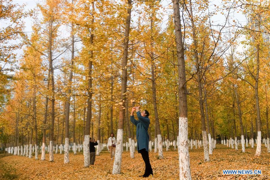 CHINA-ANHUI-HEFEI-GINKGO-SCENERY (CN)