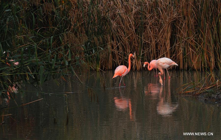 #CHINA-JIANGSU-FLAMINGOS (CN)