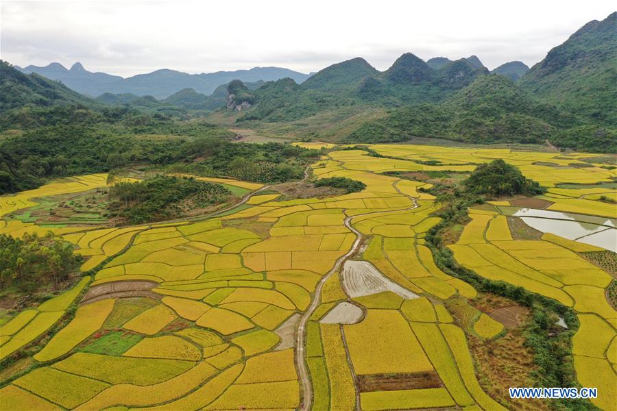 CHINA-GUANGXI-RICE-SCENERY (CN)