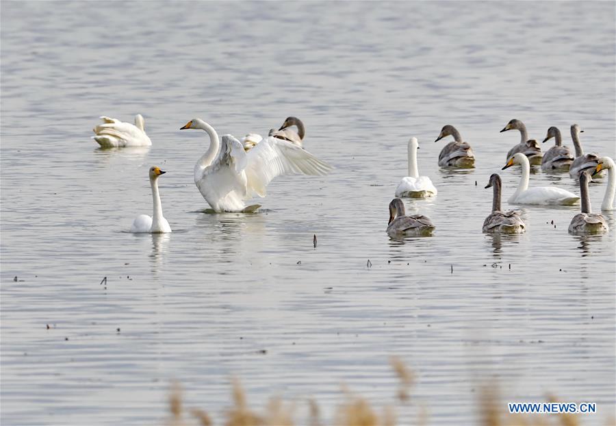 CHINA-HEBEI-HUAILAI-SWANS (CN)