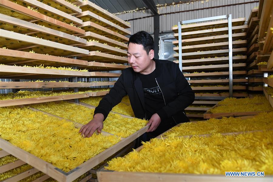 CHINA-HEBEI-CHRYSANTHEMUM PLANTING (CN)