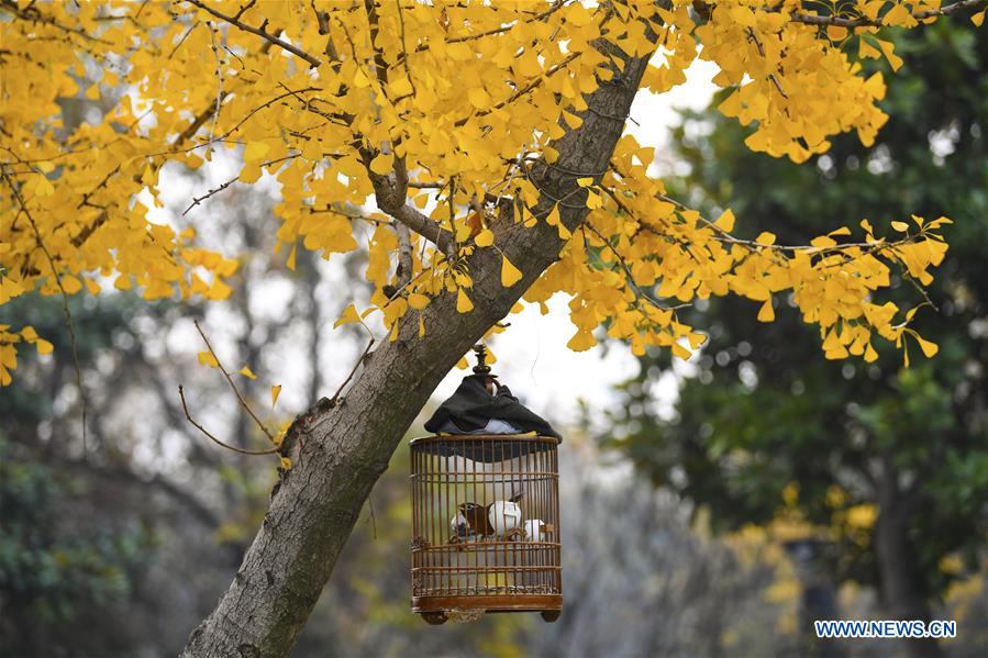 #CHINA-EARLY WINTER-SCENERY (CN)