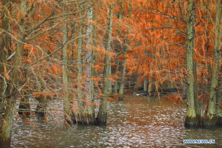 CHINA-ANHUI-LAI'AN-POND CYPRESS-SCENERY (CN)