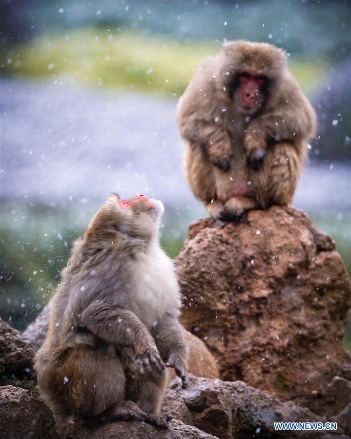 #CHINA-NANJING-MACAQUE-SNOW (CN)