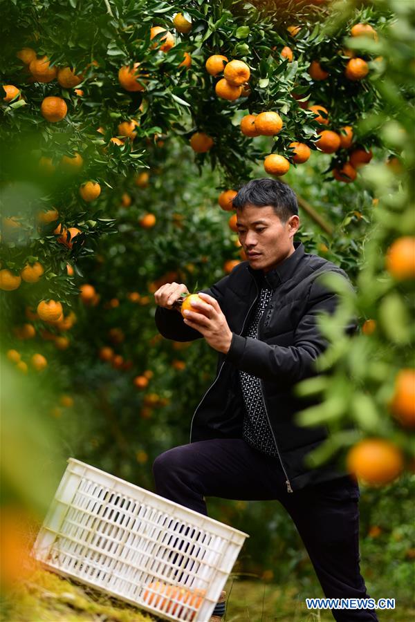 #CHINA-GUIZHOU-PONKAN PLANTING (CN)