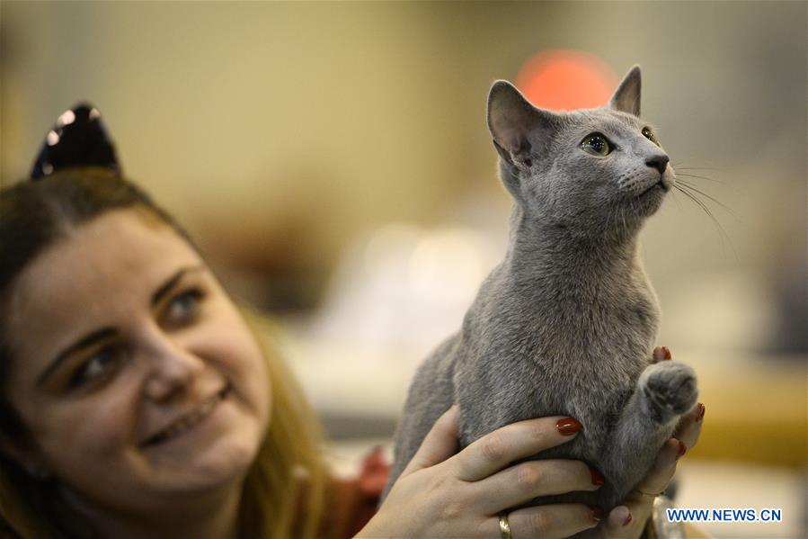 POLAND-WARSAW-CAT SHOW