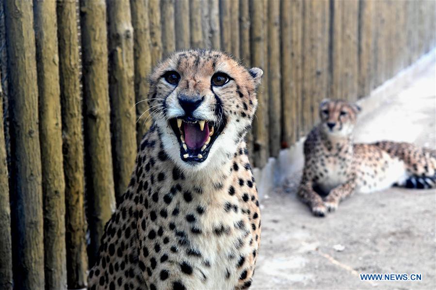 CHINA-HENAN-CHEETAH