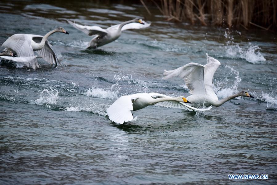 CHINA-QINGHAI-SWAN (CN)