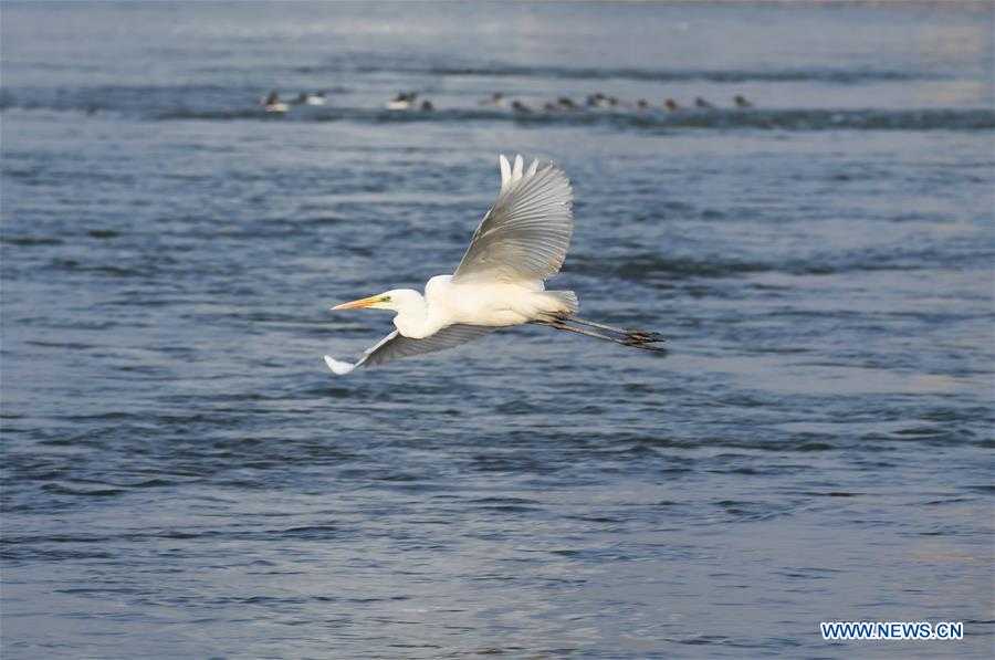 CHINA-GANSU-LANZHOU-WATERFOWL (CN)