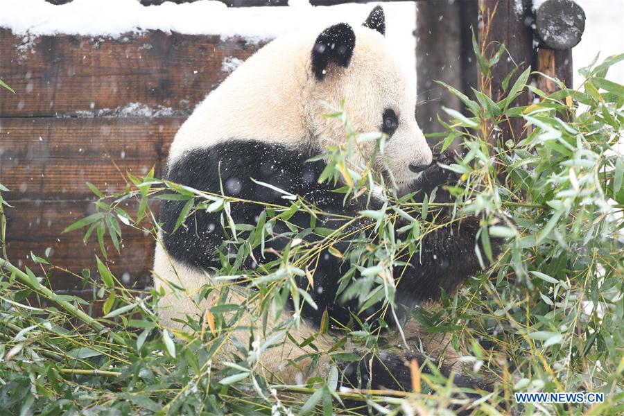 CHINA-ANHUI-SNOW-GIANT PANDA (CN)