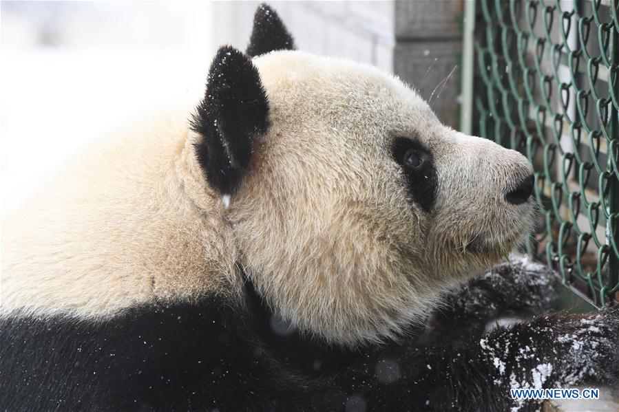 CHINA-ANHUI-SNOW-GIANT PANDA (CN)