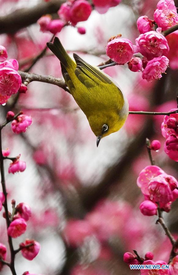 #CHINA-GUIZHOU-GUIYANG-NATURE-BIRD (CN)