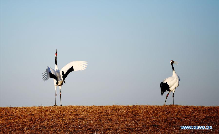 CHINA-HEILONGJIANG-RED-CROWNED CRANES (CN)