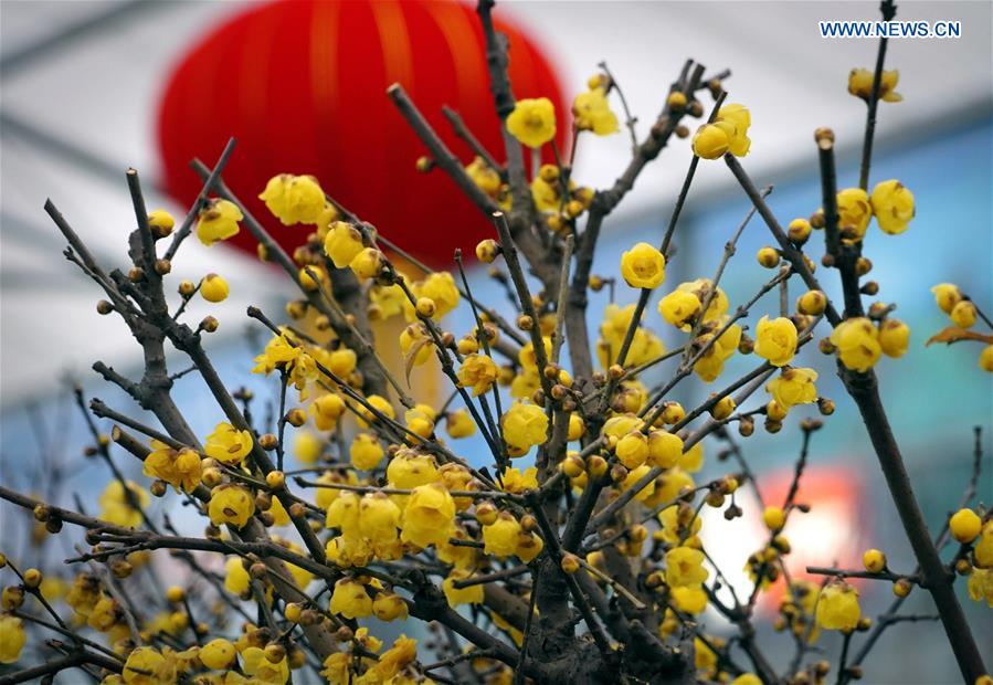 CHINA-HENAN-YANLING-PLUM BLOSSOMS (CN)