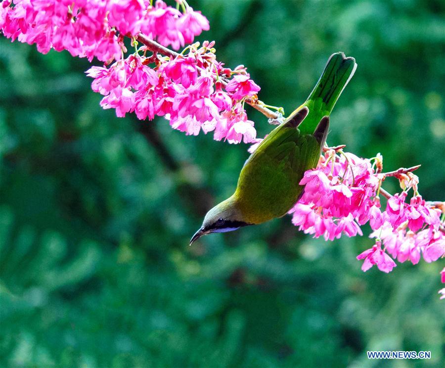 CHINA-FUZHOU-FLOWERS-BIRD (CN)