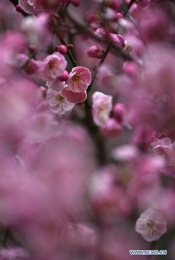 #CHINA-XUANEN-PLUM FLOWERS (CN)