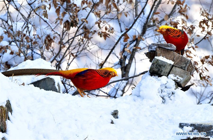 CHINA-HENAN-LUSHI-SNOW SCENERY (CN)