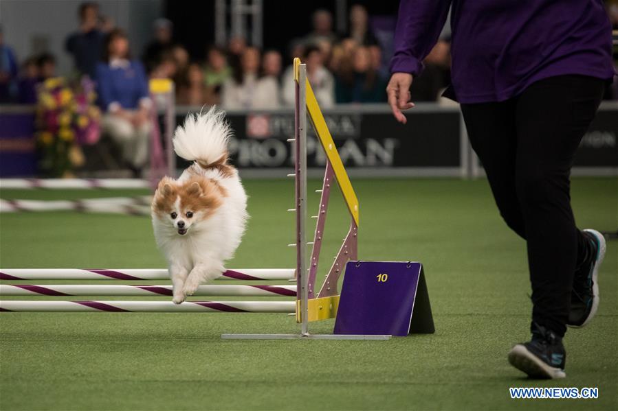 U.S.-NEW YORK-DOG-AGILITY COMPETITION 