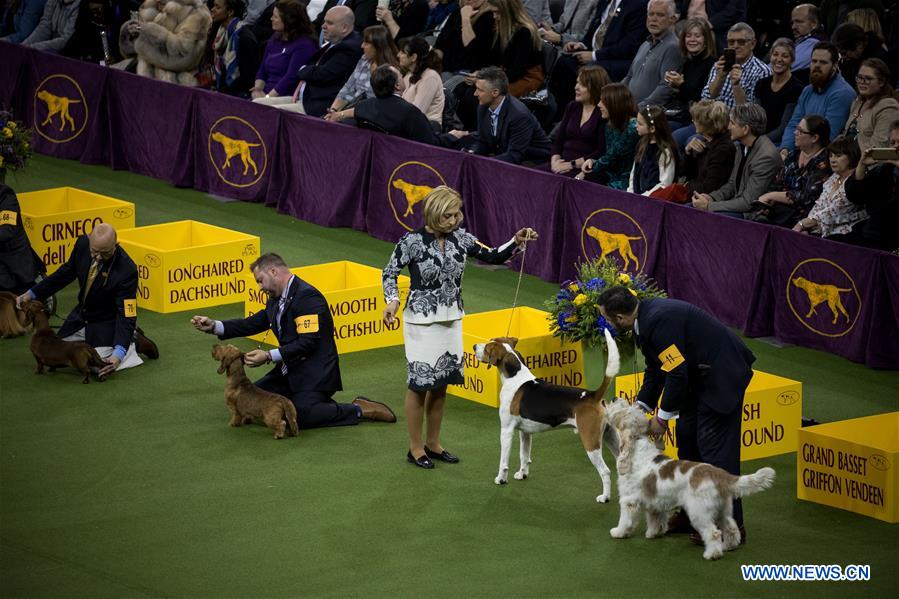 U.S-NEW YORK-DOG SHOW