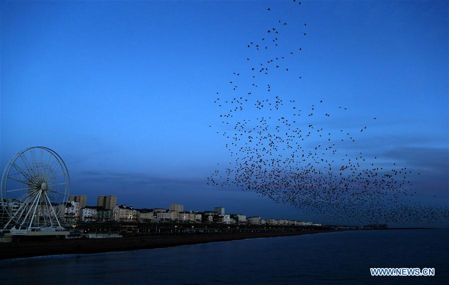 UK-LONDON-BRIGHTON STARLING