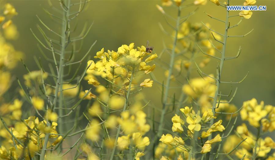 CHINA-SICHUAN-MIYI COUNTY-COLE FLOWERS (CN)