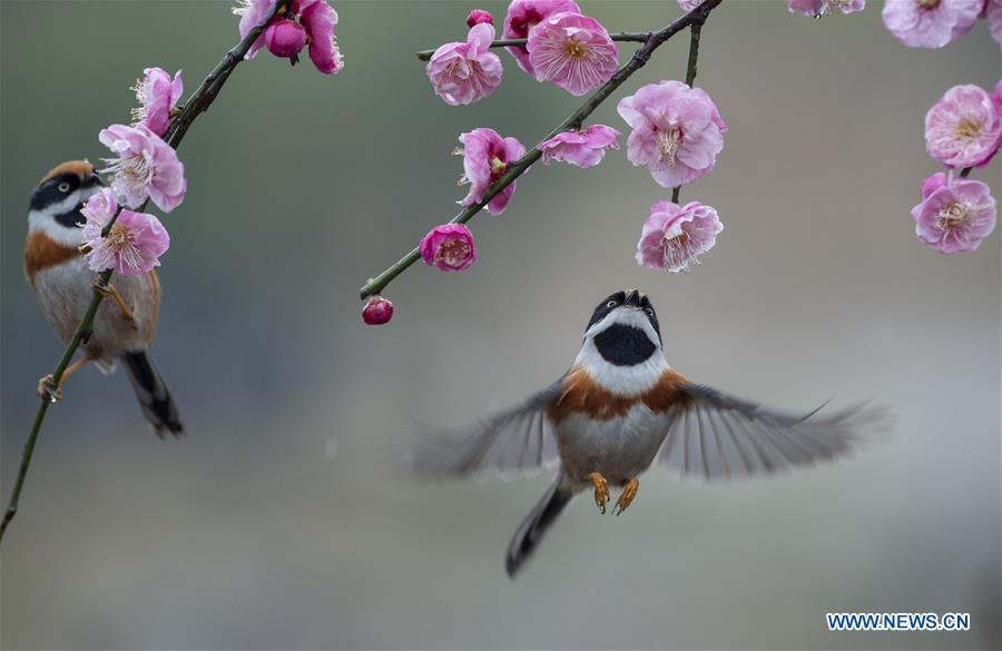 #CHINA-JIANGSU-WUXI-NATURE-PLUM BLOSSOM AND BIRD (CN)