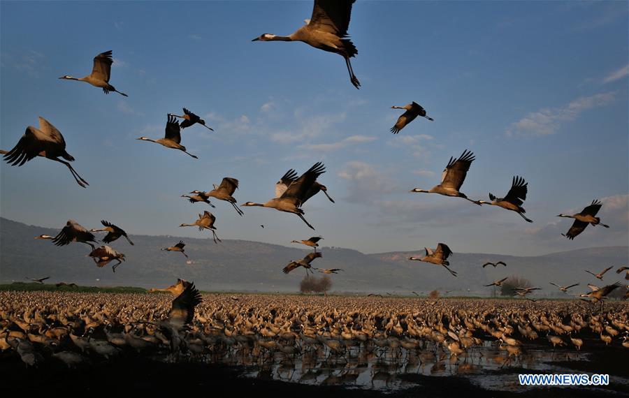 ISRAEL-HULA VALLEY-GRAY CRANES