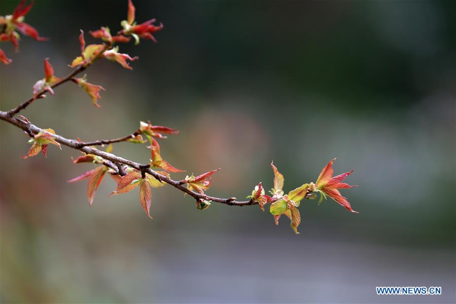 #CHINA-GUIZHOU-BIJIE-SPRING LEAVES (CN)