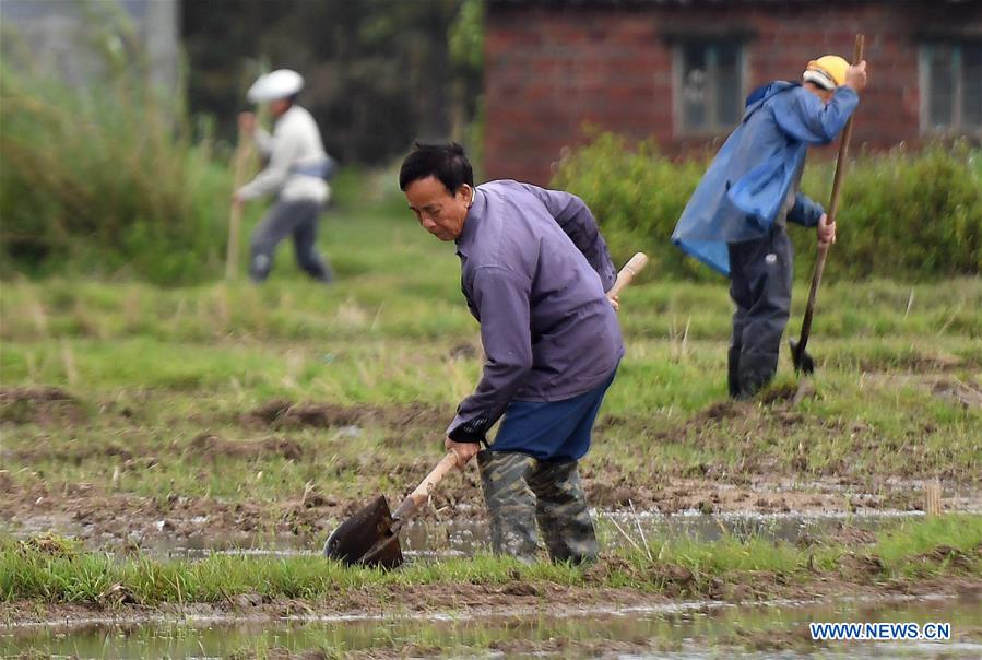 CHINA-GUANGXI-QINZHOU-SPRING SOWING (CN)