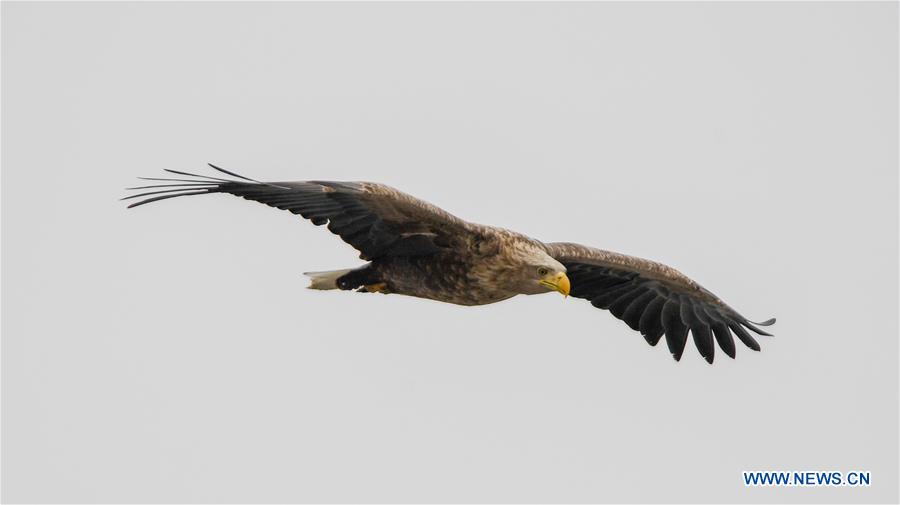 CHINA-JILIN-BIRD-MIGRATION (CN)