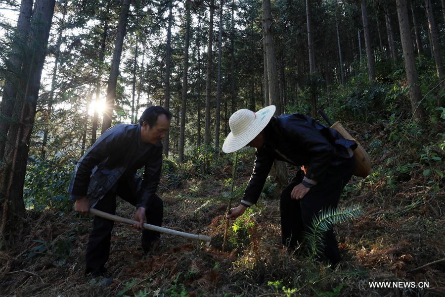 CHINA-GUIZHOU-LIPING-TREE PLANTING (CN)